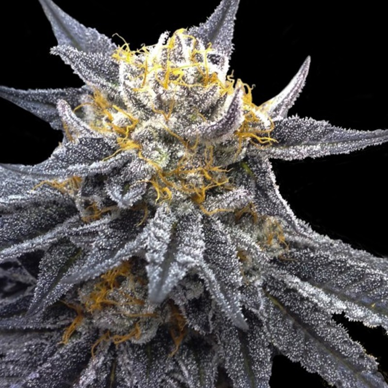 SSOG · DNA Genetics · graines de cannabis · Fem