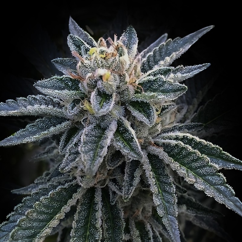 3PEAT · DNA Genetics · cannabis seeds · Fem