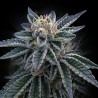 3PEAT · DNA Genetics · cannabis seeds · Fem