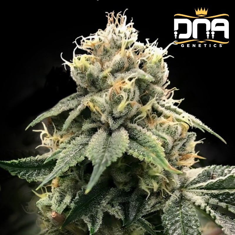 CHOCOLATE TRUFFLE SHUFFLE - C.T.S. · DNA Genetics · cannabis seeds · Fem