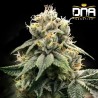 CHOCOLATE TRUFFLE SHUFFLE - C.T.S. · DNA Genetics · cannabis seeds · Fem