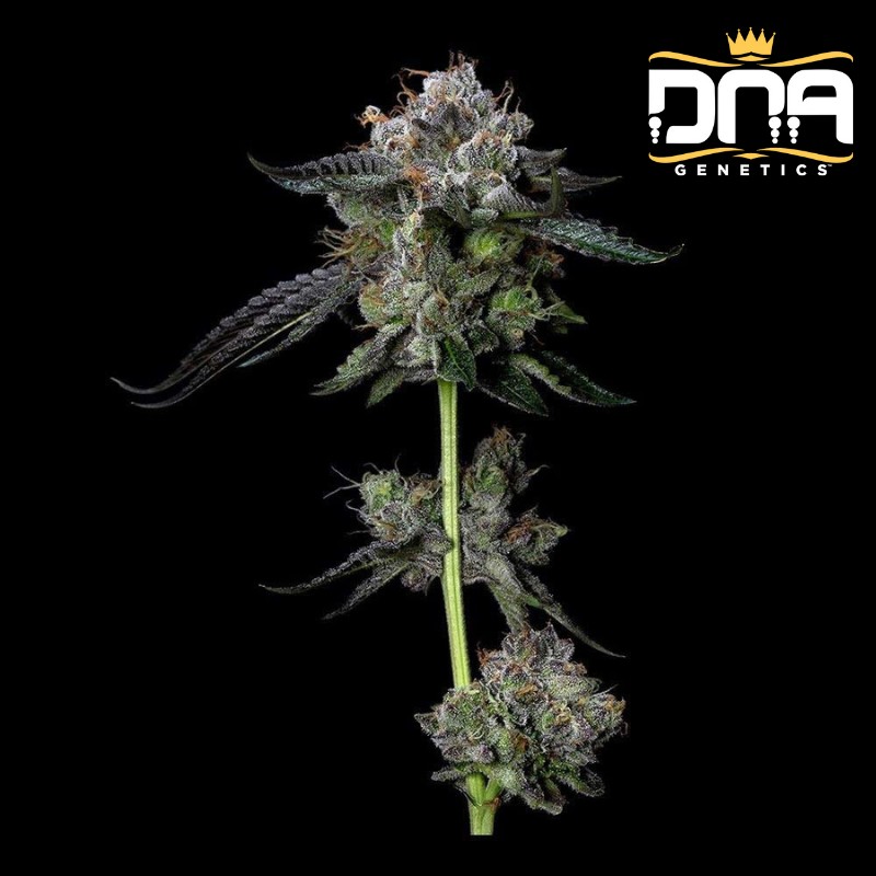 FOUR PROPHETS · DNA Genetics · kaufen cannabis samen · Fem