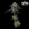 FOUR PROPHETS · DNA Genetics · graines de cannabis · Fem