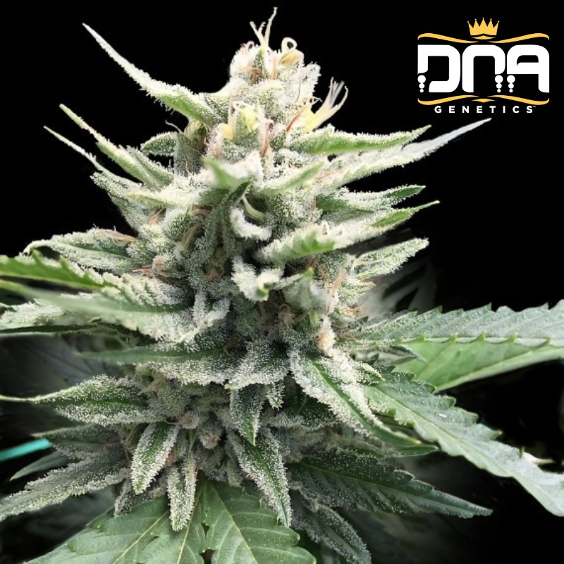 HONEY BANANA S1 · DNA Genetics · cannabis seeds · Fem