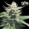 HONEY BANANA S1 · DNA Genetics · cannabis seeds · Fem