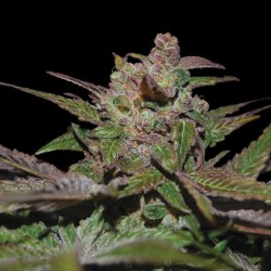 PURPLE WRECK· DNA Genetics...
