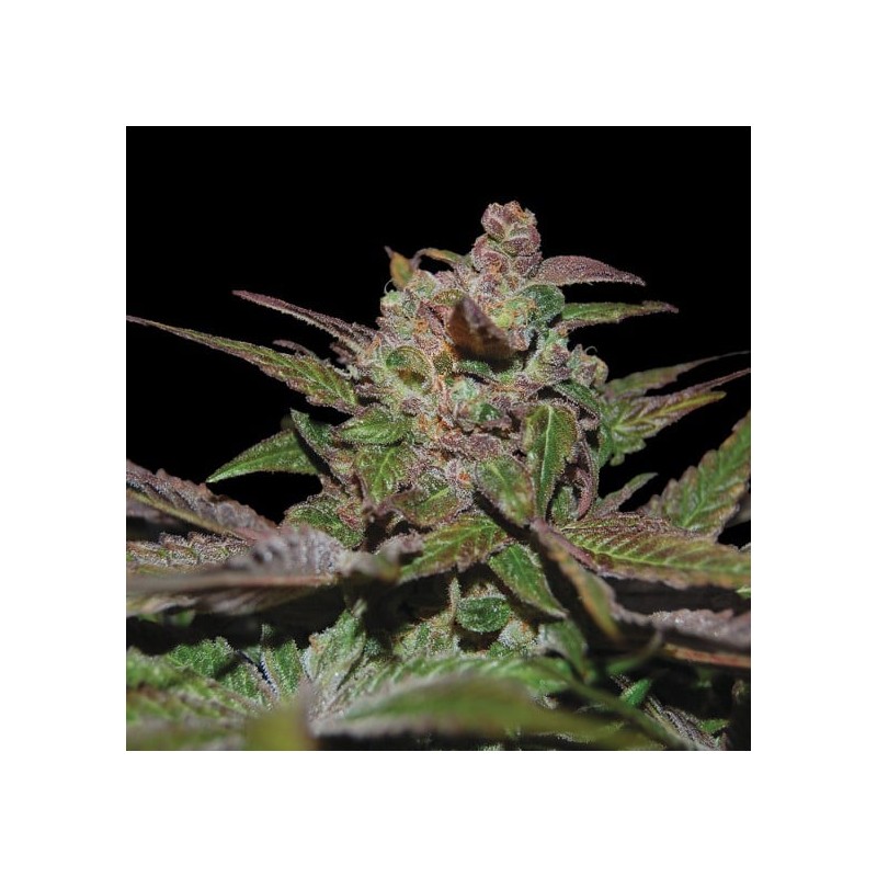 PURPLE WRECK · DNA Genetics · graines de cannabis · Fem