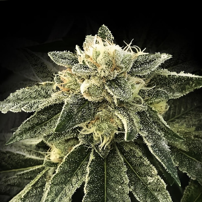 WHITE CHOCOLOPE · DNA Genetics · graines de cannabis · Fem