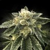 WHITE CHOCOLOPE · DNA Genetics · graines de cannabis · Fem