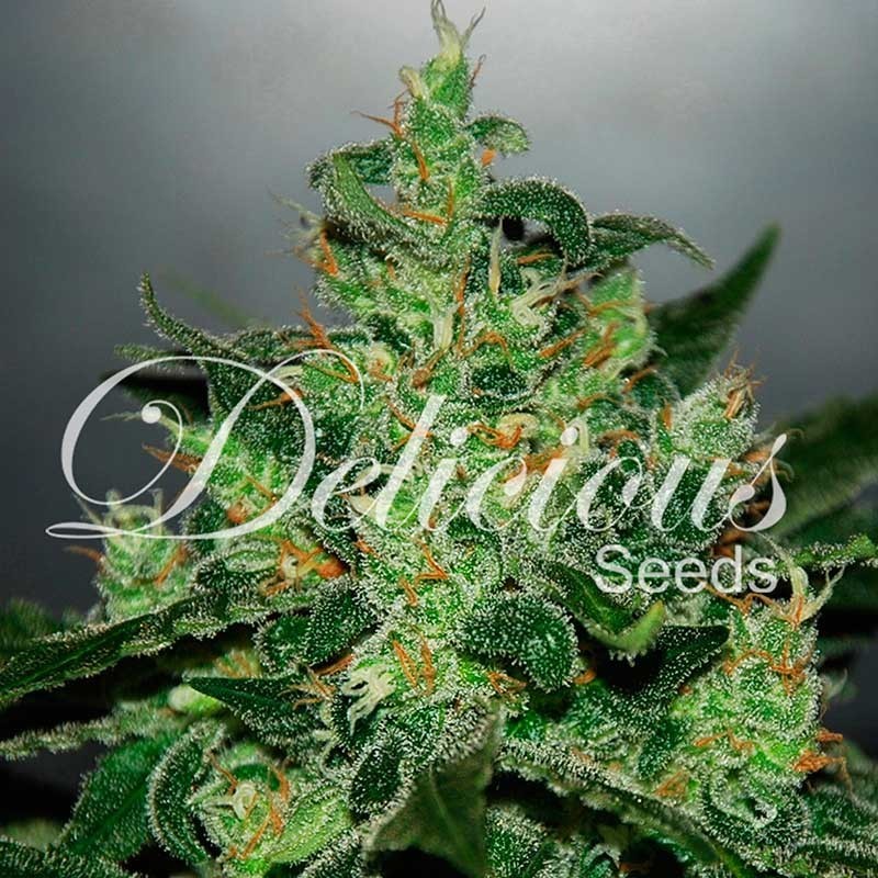 CRITICAL JACK HERER AUTO · Delicious · kaufen cannabis samen · AutoFem