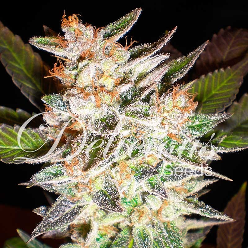 DELICIOUS CANDY AUTO · Delicious · cannabis samen · AutoFem