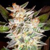 DELICIOUS CANDY AUTO · Delicious · cannabis samen · AutoFem