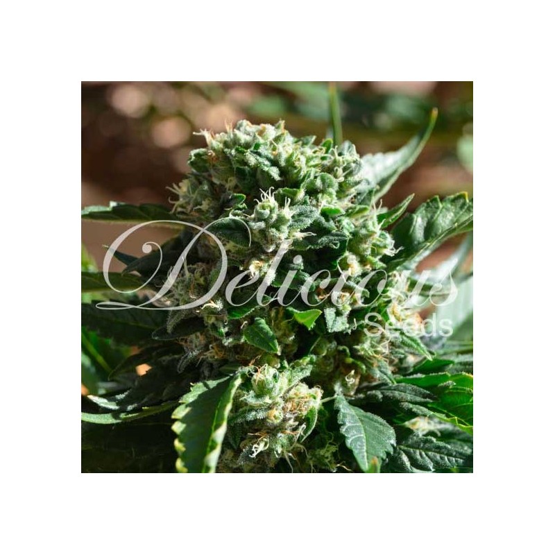 IL DIAVOLO AUTO · Delicious · kaufen cannabis samen · AutoFem