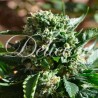 IL DIAVOLO AUTO · Delicious · kaufen cannabis samen · AutoFem