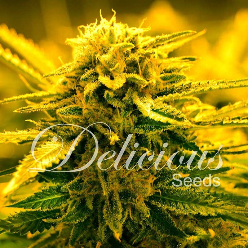 SUGAR BLACK ROSE AUTO · Delicious · kaufen cannabis samen · AutoFem