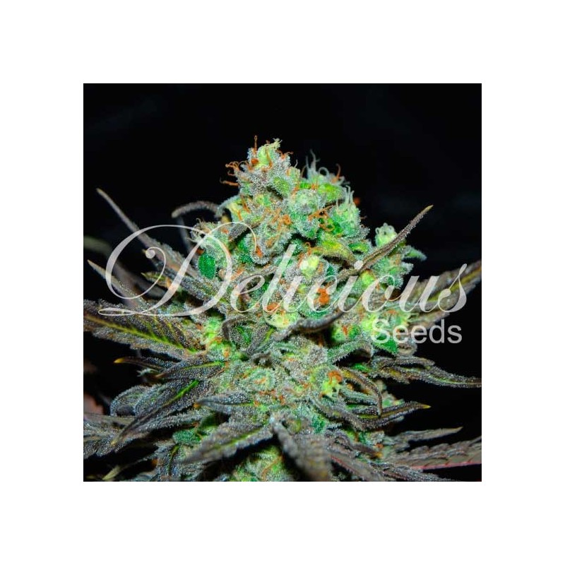 ELEVEN ROSES · Delicious · cannabis seeds · Fem
