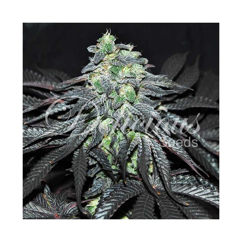 GOLOSA · Delicious · sementes de maconha · Fem