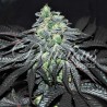GOLOSA · Delicious · cannabis seeds · Fem