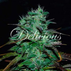 CHOCOBANG · Delicious · sementes de maconha · Fem