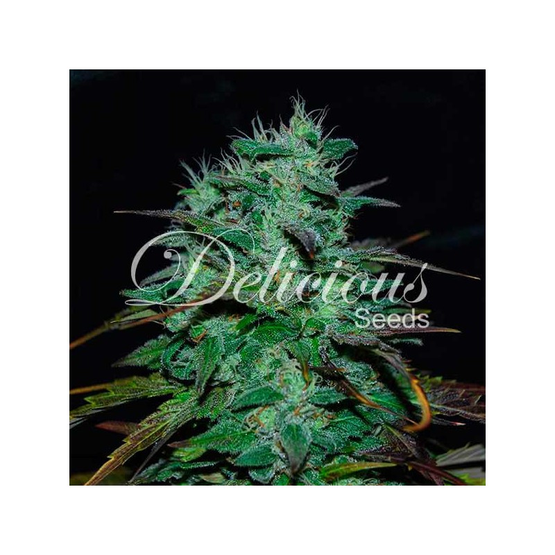 CHOCOBANG · Delicious · cannabis seeds · Fem