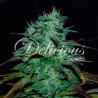 CHOCOBANG · Delicious · cannabis samen · Fem