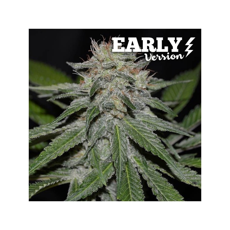 CRITICAL NEVILLE HAZE EARLY VERSION · Delicious · graines de cannabis · Fem
