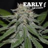 CRITICAL NEVILLE HAZE EARLY VERSION · Delicious · kenevir tohum · Disi · Fem
