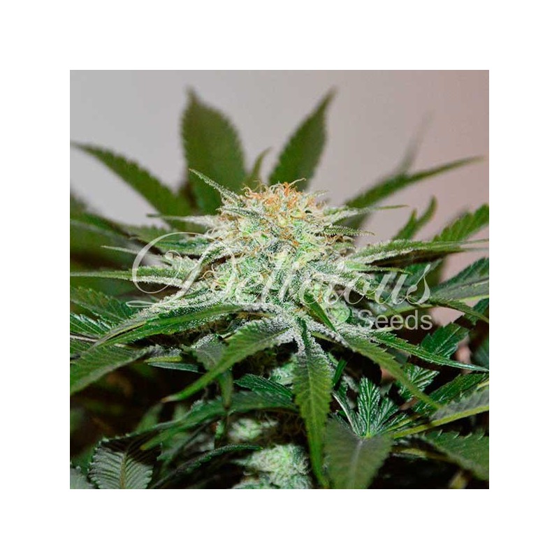 DESCOJACK · Delicious · sementes de maconha · Fem