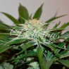 DESCOJACK · Delicious · cannabis seeds · Fem