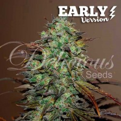 ELEVEN ROSES EARLY VERSION · Delicious · kenevir tohum · Disi · Fem