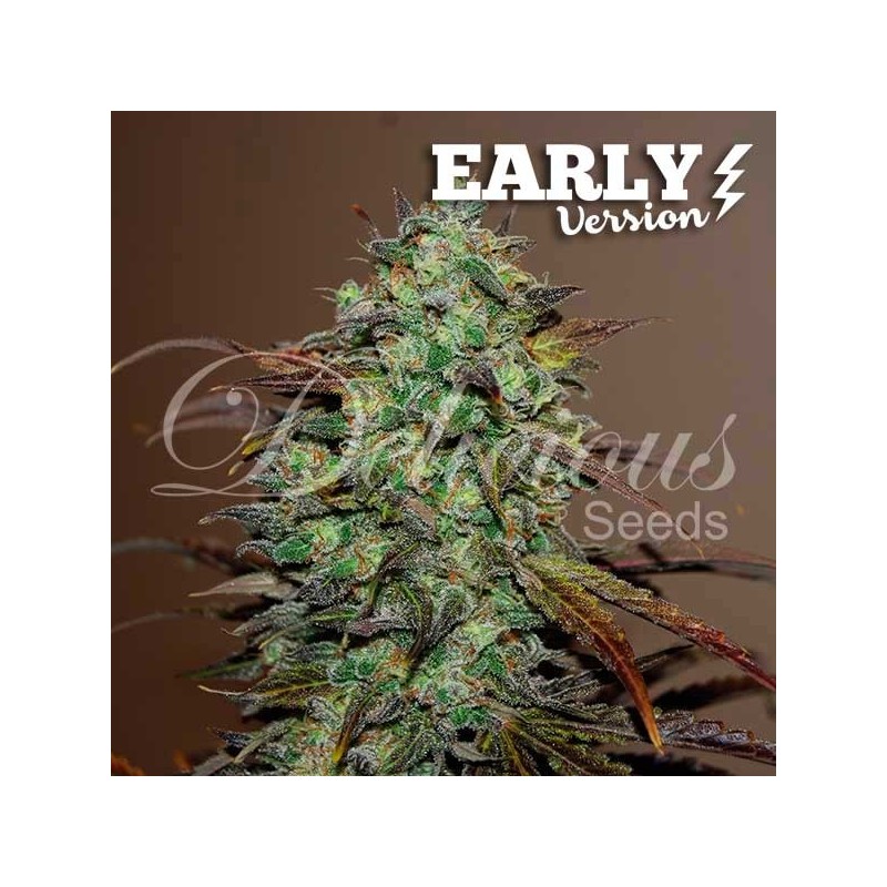 ELEVEN ROSES EARLY VERSION · Delicious · cannabis samen · Fem