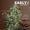 ELEVEN ROSES EARLY VERSION · Delicious · cannabis samen · Fem