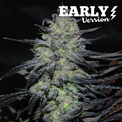 GOLOSA EARLY VERSION · Delicious · sementes de maconha · Fem