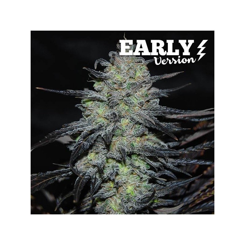 GOLOSA EARLY VERSION · Delicious · cannabis samen · Fem