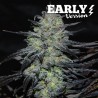 GOLOSA EARLY VERSION · Delicious · cannabis samen · Fem