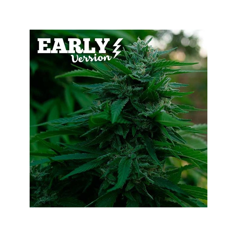 LORD KUSH EARLY VERSION · Delicious · cannabis samen · Fem