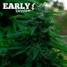 LORD KUSH EARLY VERSION · Delicious · cannabis samen · Fem