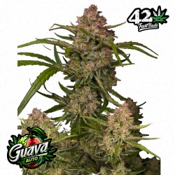 GUAVA AUTO · FastBuds Seeds · cannabis seeds · AutoFem