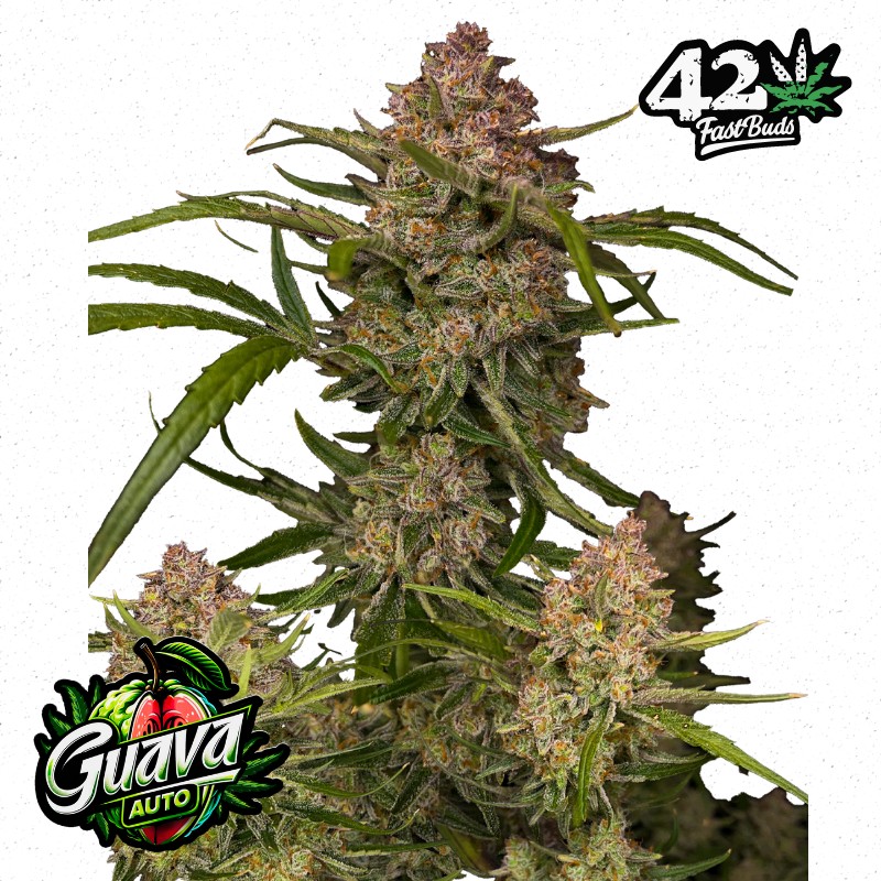 GUAVA AUTO · FastBuds Seeds · cannabis seeds · AutoFem