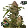 GUAVA AUTO · FastBuds Seeds · cannabis seeds · AutoFem