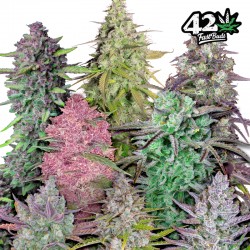 MIX PACK AUTO · FastBuds Seeds · kaufen cannabis samen · AutoFem