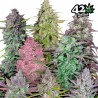 MIX PACK AUTO · FastBuds Seeds · sementes de maconha · AutoFem