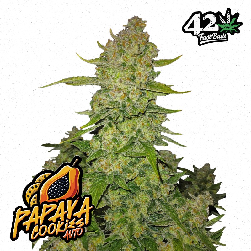 PAPAYA COOKIES AUTO · FastBuds Seeds · kaufen cannabis samen · AutoFem