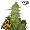 PAPAYA COOKIES AUTO · FastBuds Seeds · kaufen cannabis samen · AutoFem