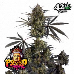 POUND CAKE AUTO · FastBuds Seeds · kaufen cannabis samen · AutoFem