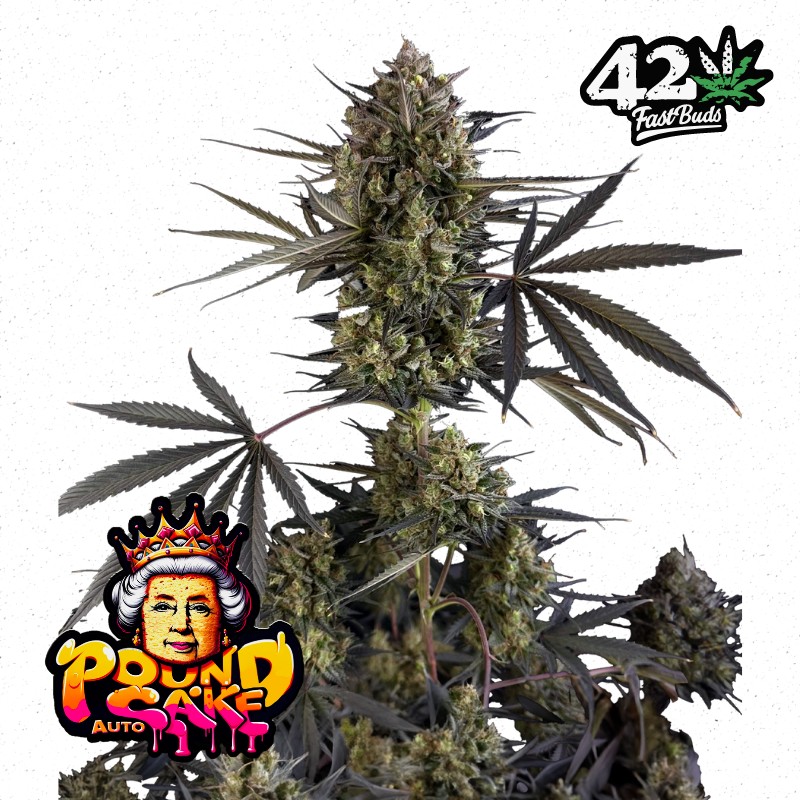 POUND CAKE AUTO · FastBuds Seeds · graines de cannabis · AutoFem