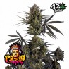 POUND CAKE AUTO · FastBuds Seeds · graines de cannabis · AutoFem
