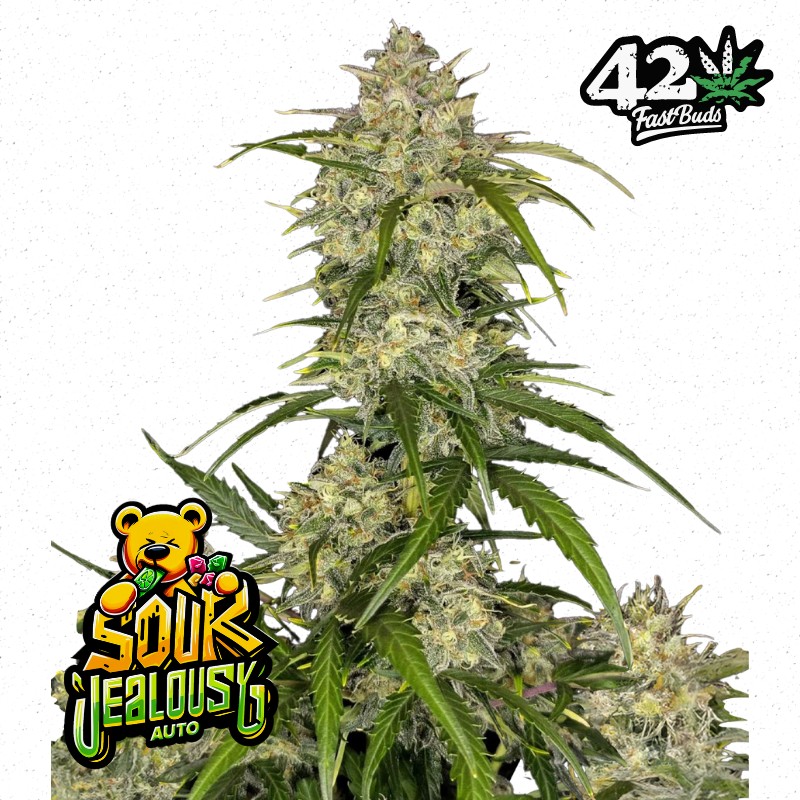 SOUR JEALOUSY AUTO · FastBuds Seeds · kaufen cannabis samen · AutoFem
