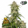 SOUR JEALOUSY AUTO · FastBuds Seeds · kaufen cannabis samen · AutoFem