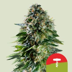 CORKSCREW AUTO TYSON · Royal Queen Seeds · sementes de maconha · AutoFem